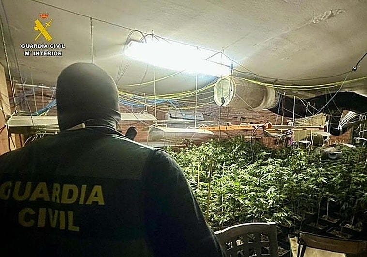 Dos detenidos por cultivar 446 plantas de marihuana en el sótano de una vivienda de Malpartida de Plasencia